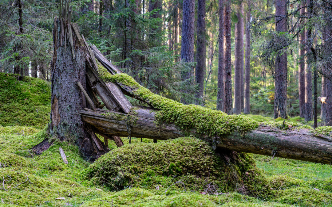 Music and Imagination