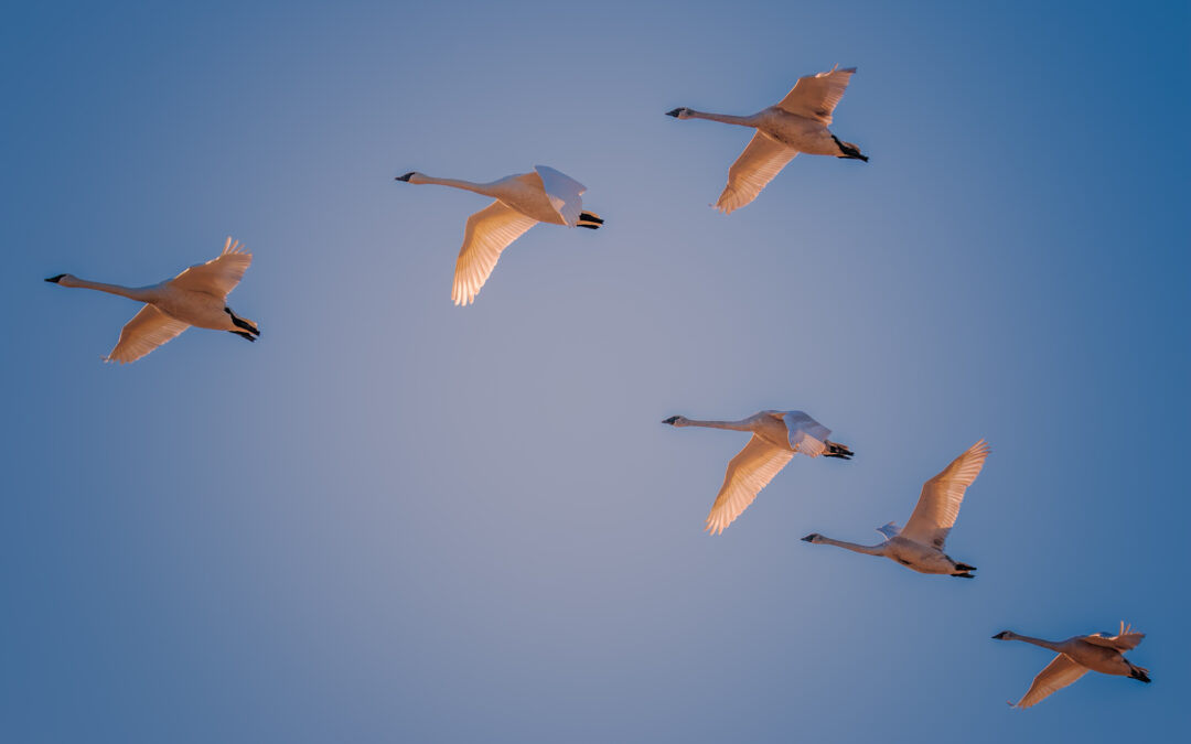 Who creates the music?